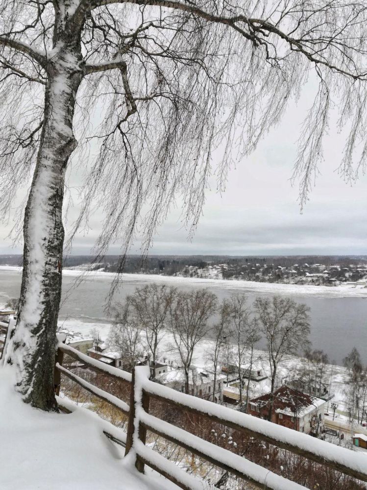 Береза на ветру