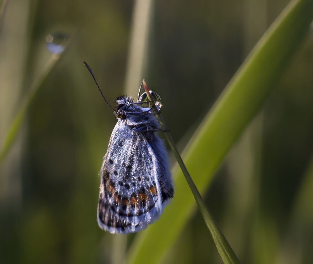 Свет мой, капелька, скажи...