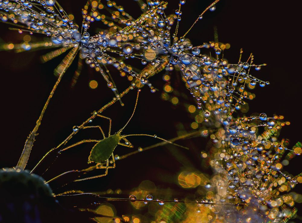 Хрустальный перезвон