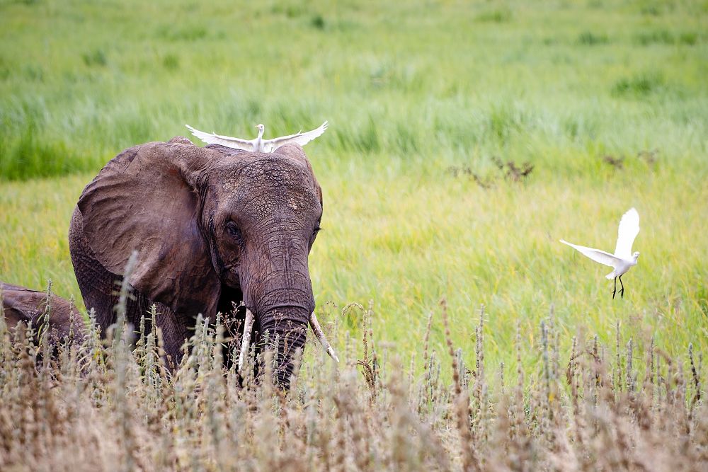 Ангел-хранитель саванного исполина