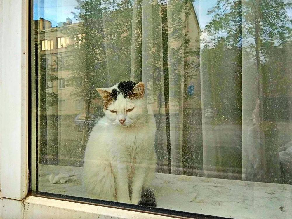 Сидит кошка на окошке ...