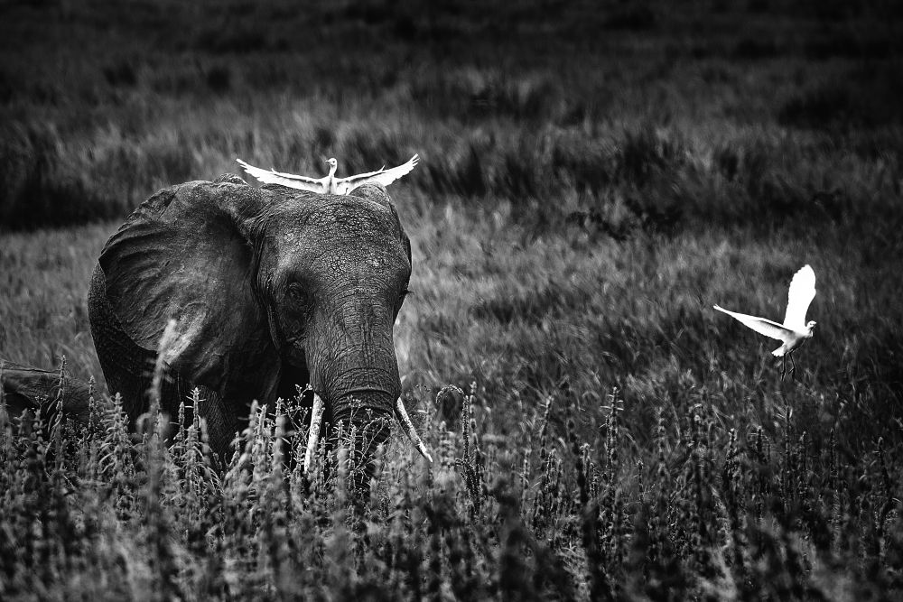 Ангел-хранитель саванного исполина