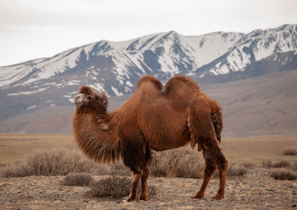 Корабль Пустыни