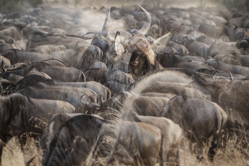 Африканская мультиэкспозиция