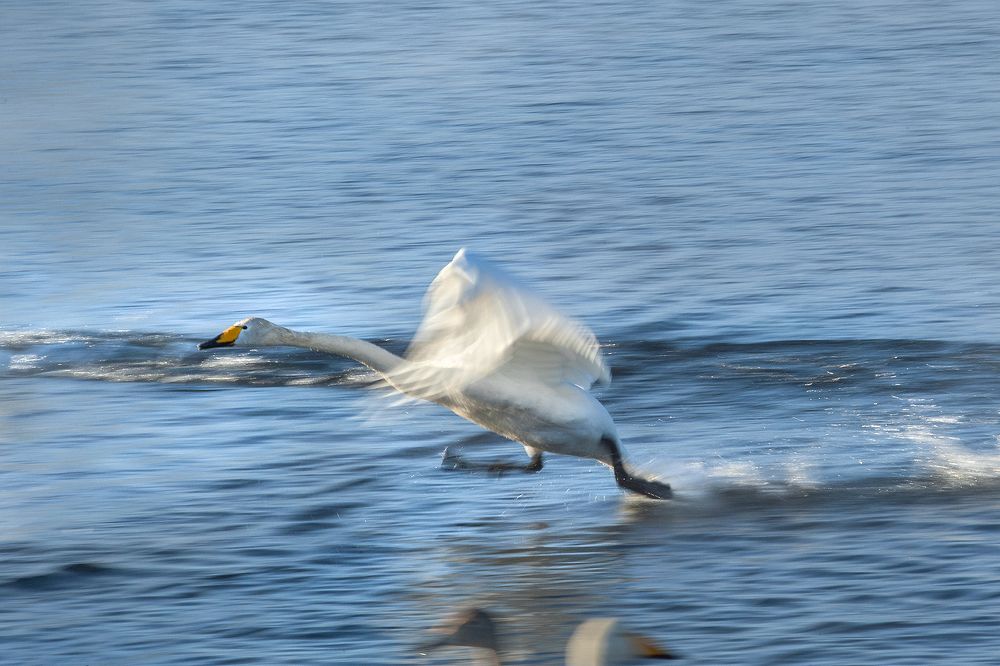 Спринтер....