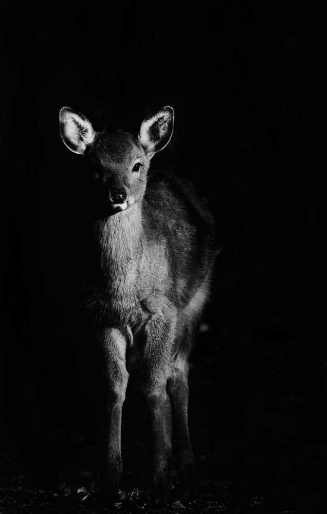 Bambi