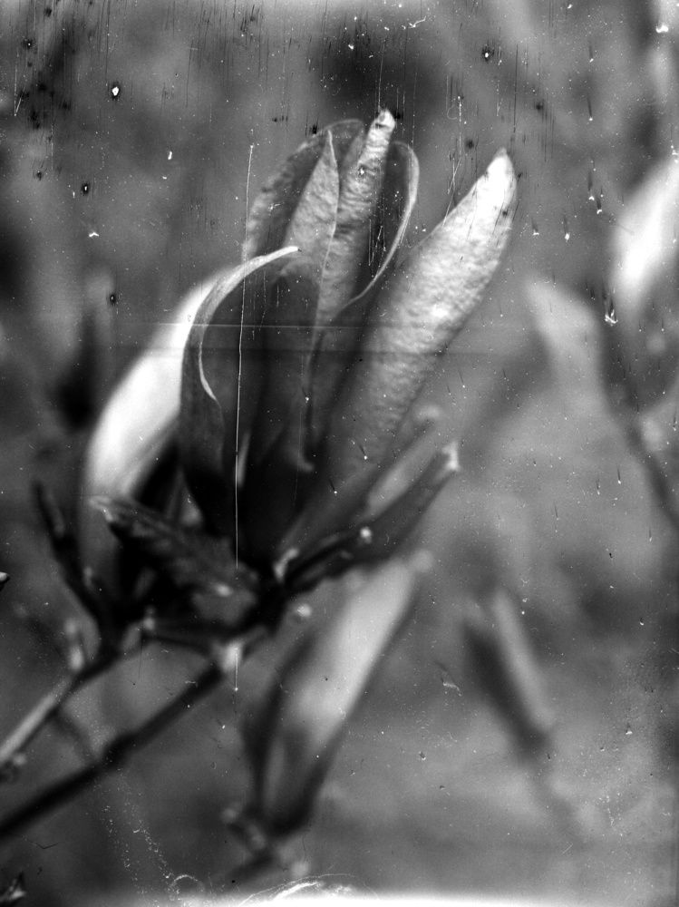 Magnolia