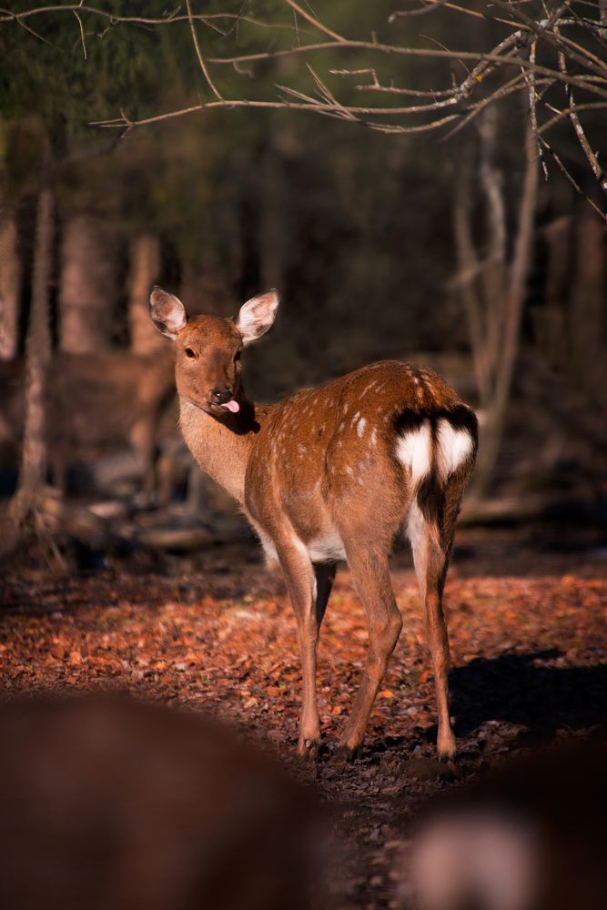Red deer