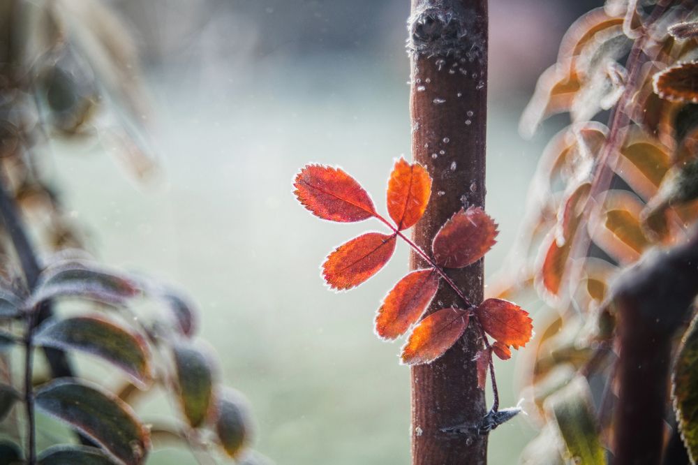 Морозное утро