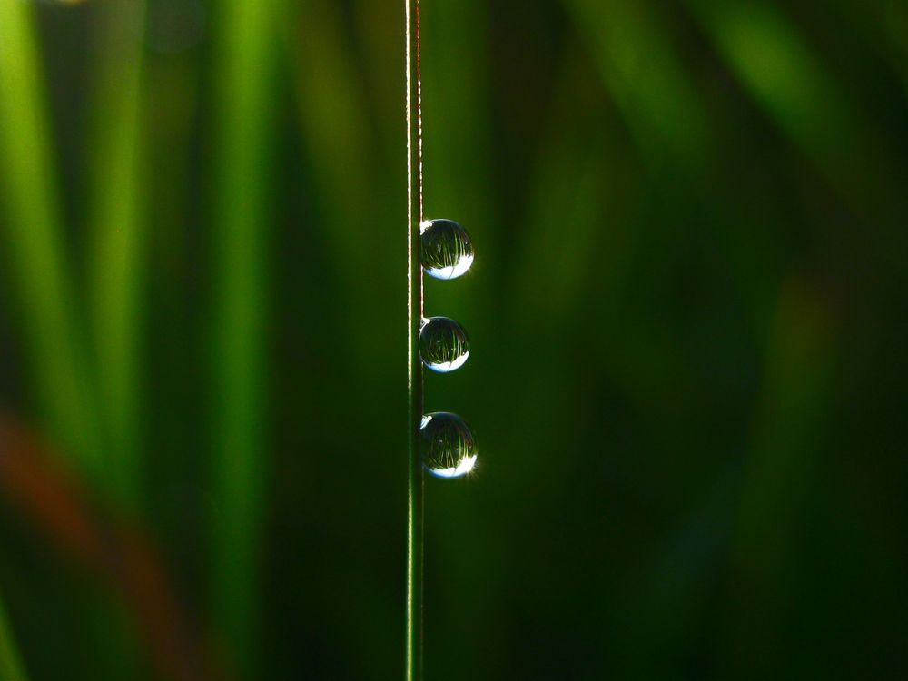 Three drops of dew