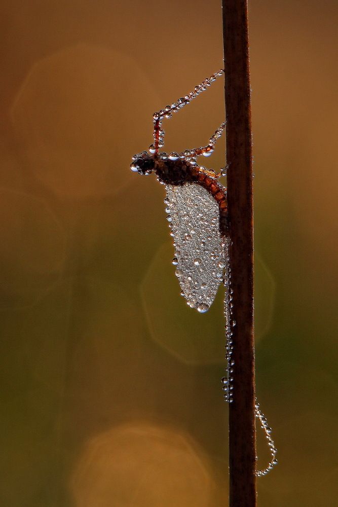 бриллиантовая