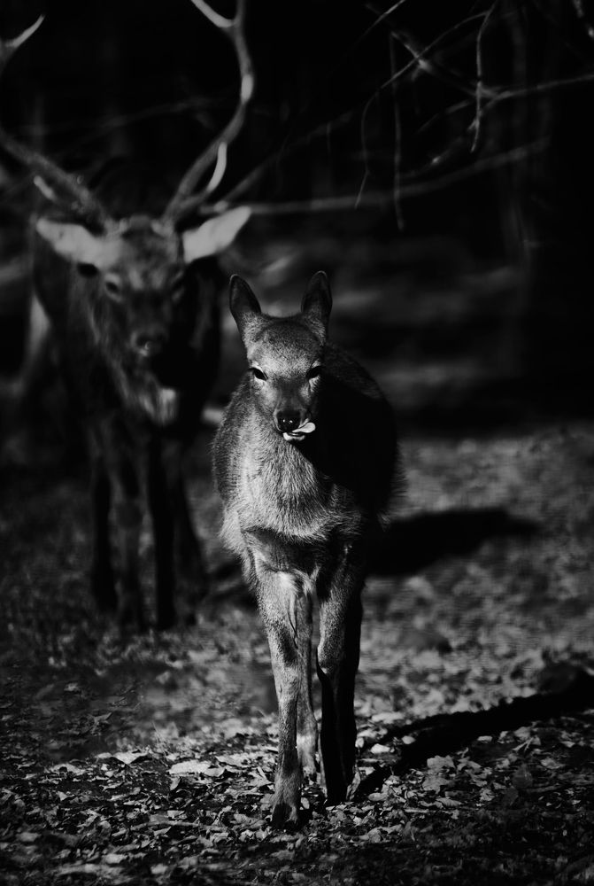 Deer Family