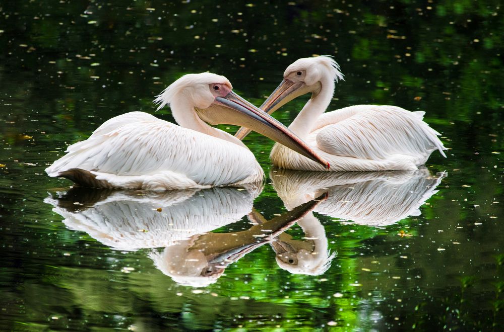 Lovely Couple