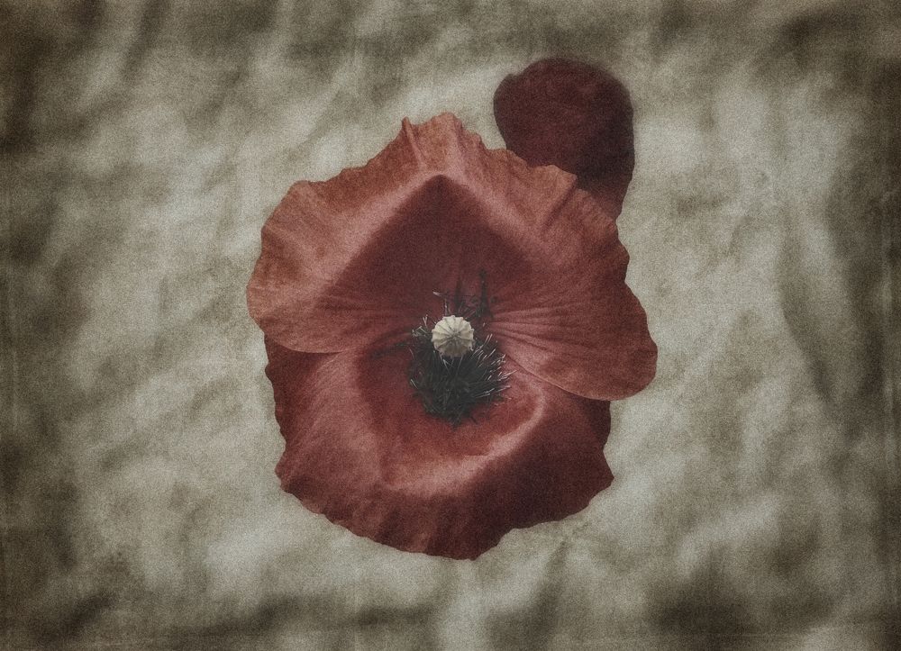Poppy
