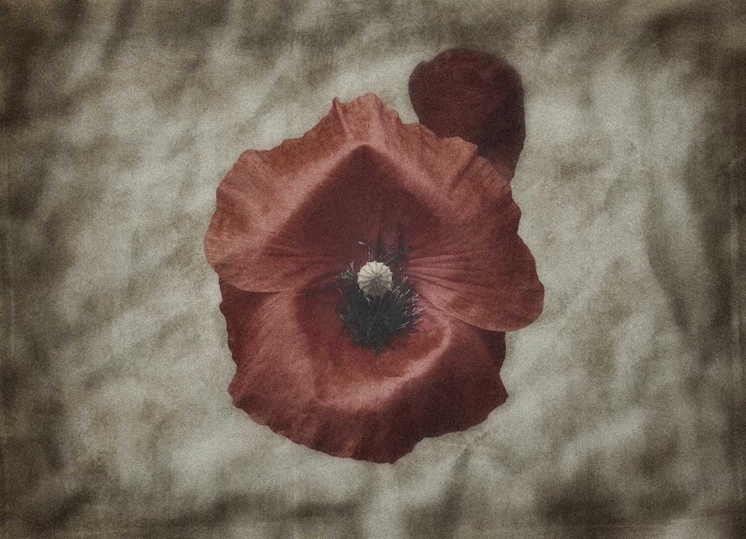 Poppy