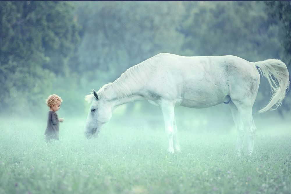 Ёжик в тумане