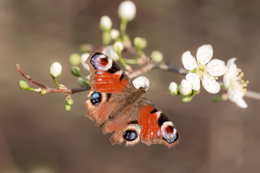 Узоры природы
