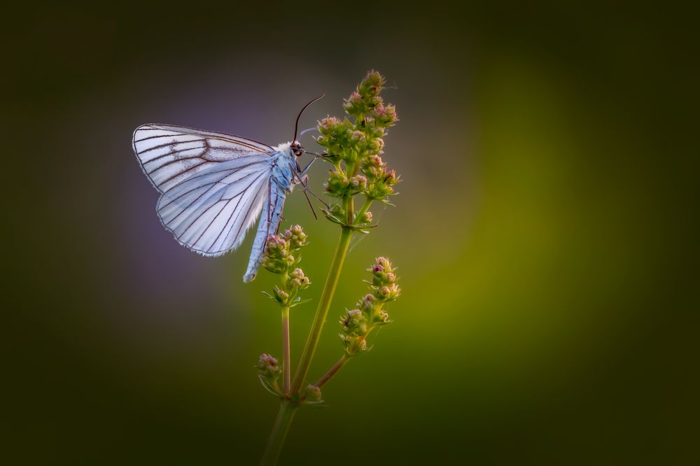Боярышница Aporia crataegi L.