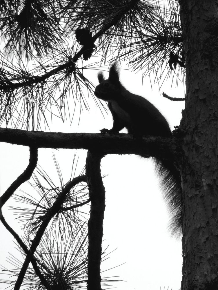 Squirrel in the park