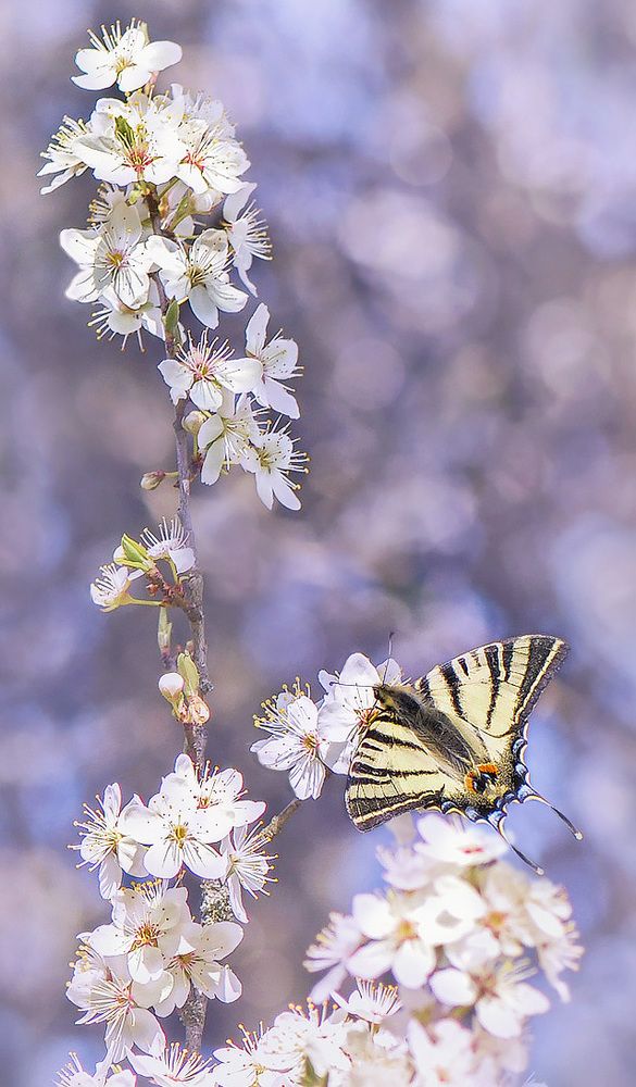 Весенний подалирий.