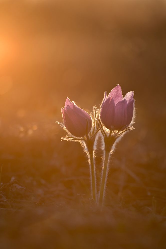 Двое на закате