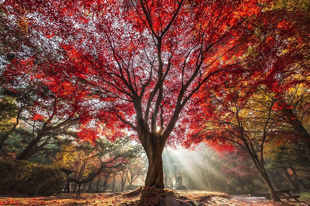 Red tree