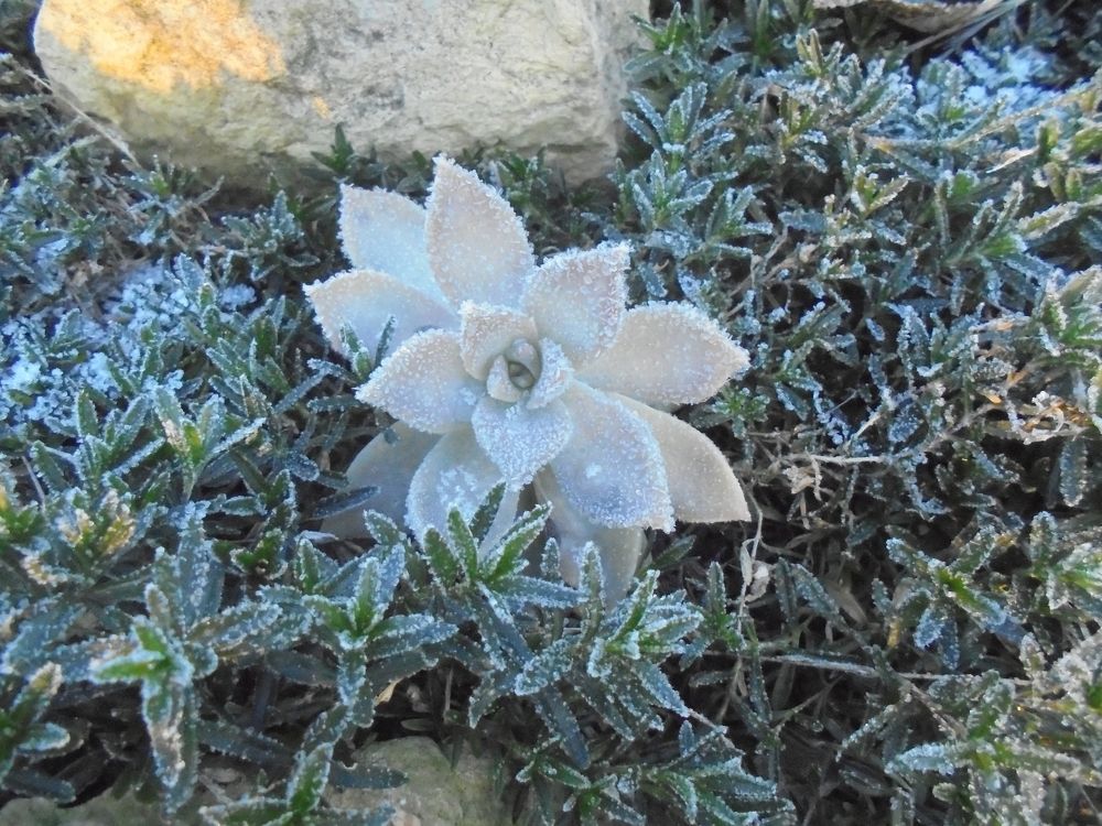 Морозное утро.