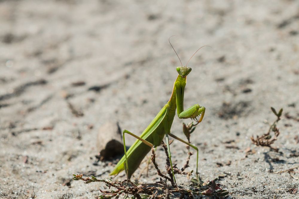 Photograph by Роман Дергунов