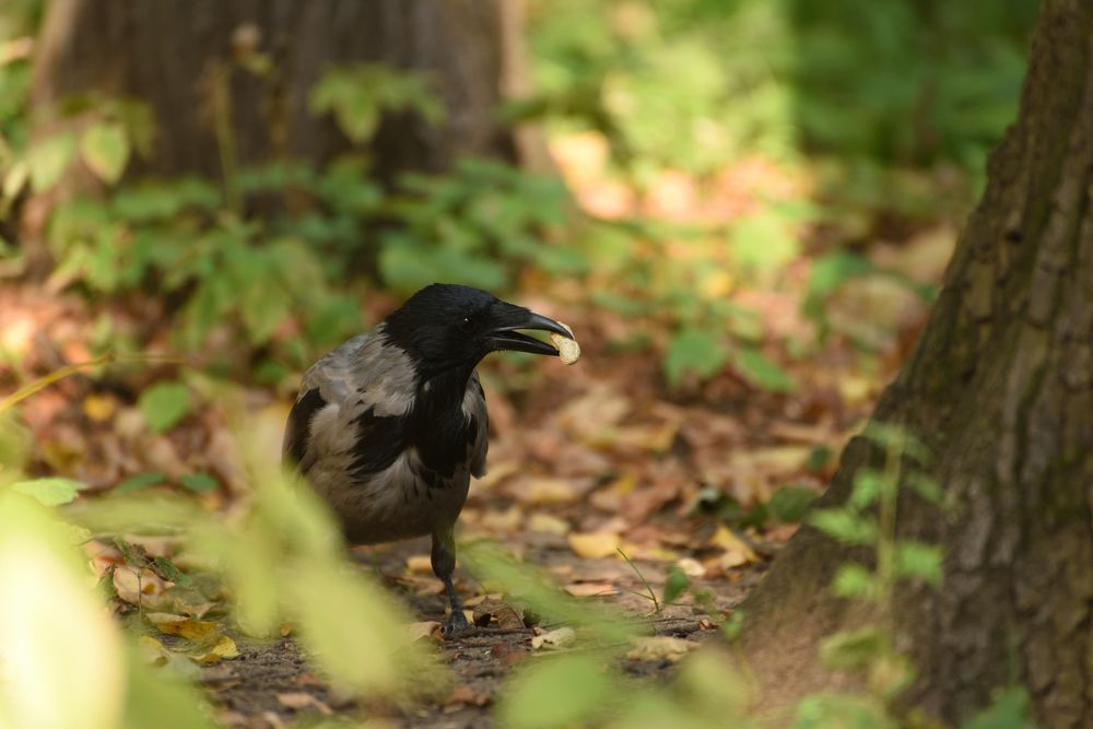 Ворона и арахис