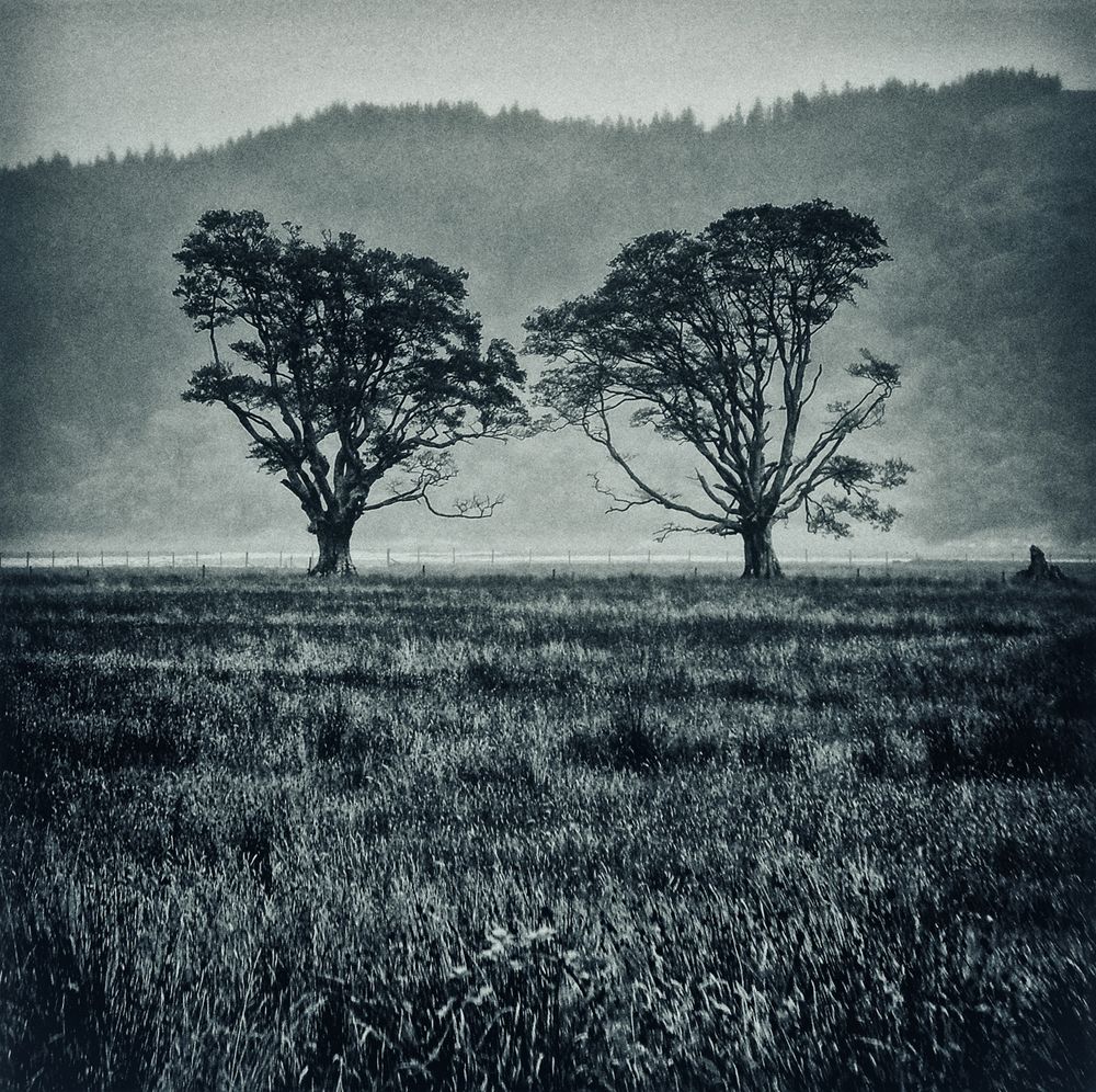 Two Trees