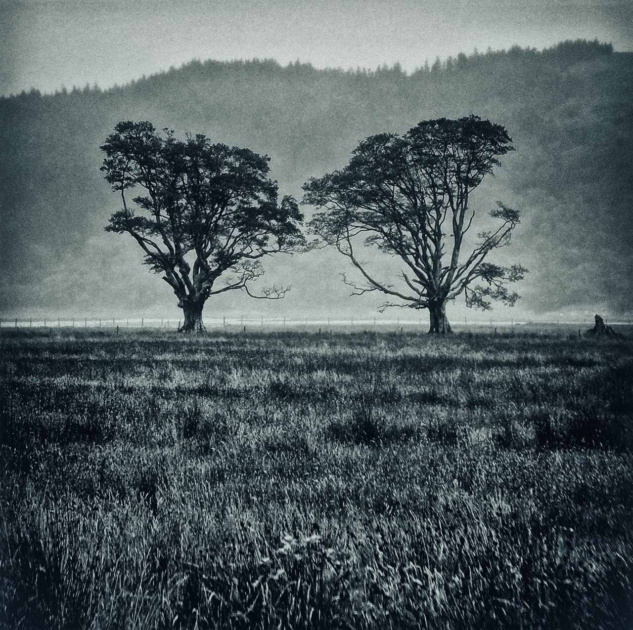 Two Trees