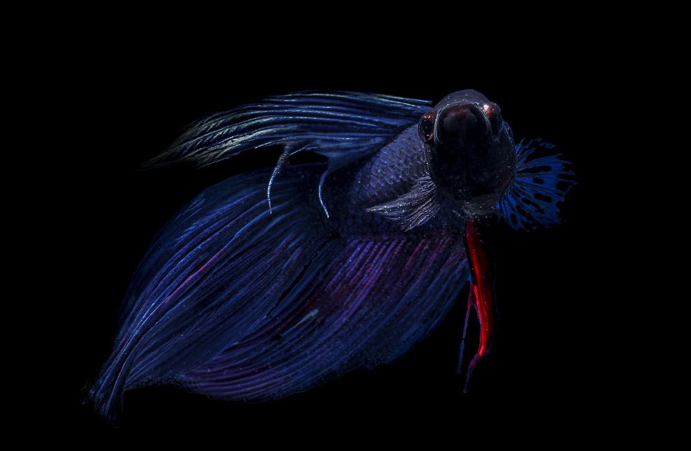 betta fish