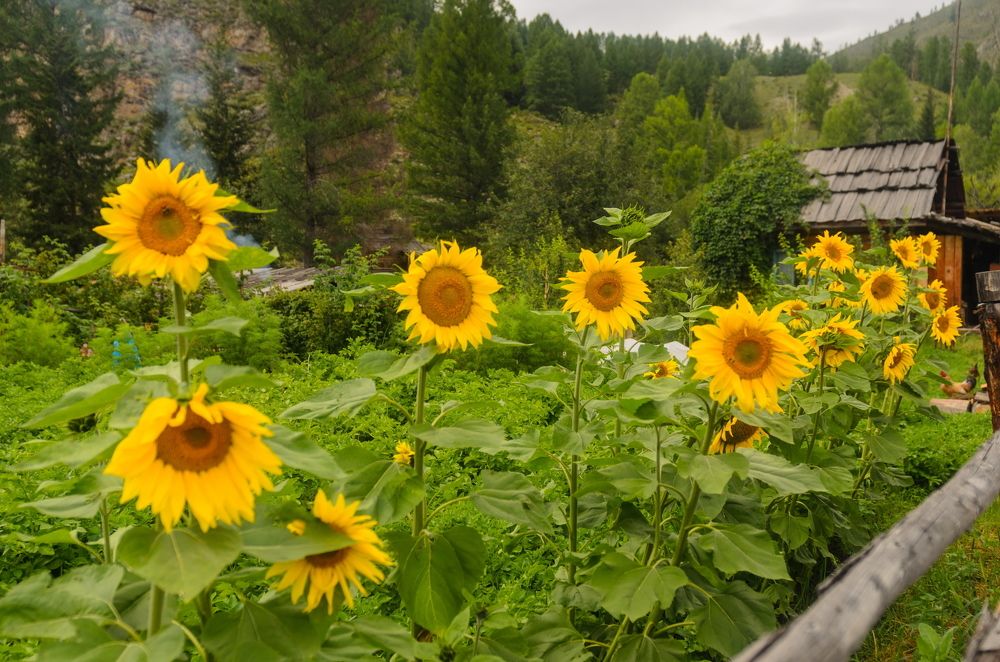 Photograph by Стрекалов дмитрий