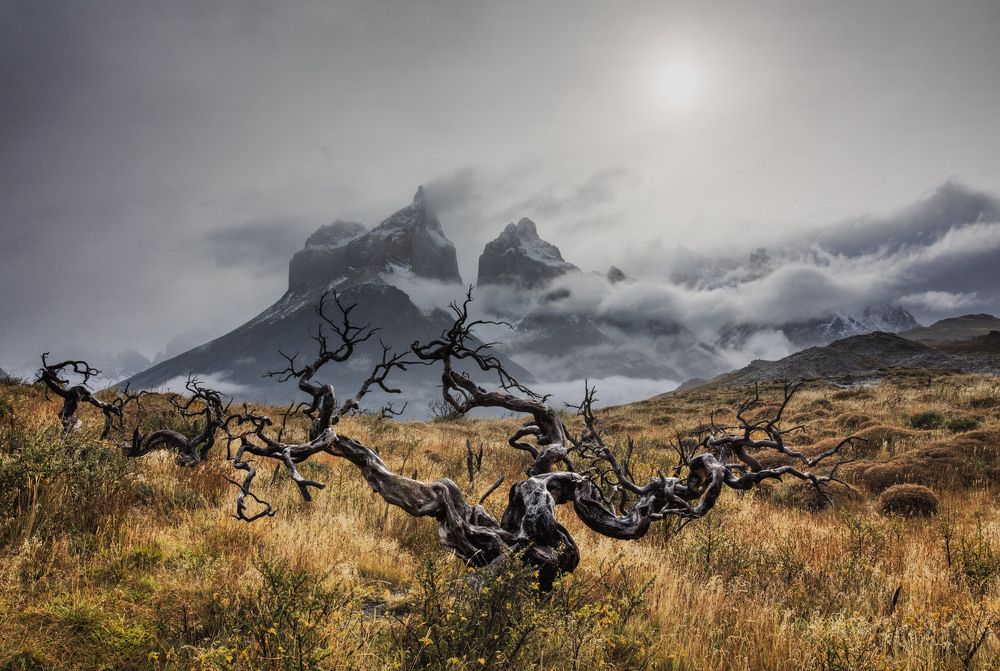Патагонский бансай