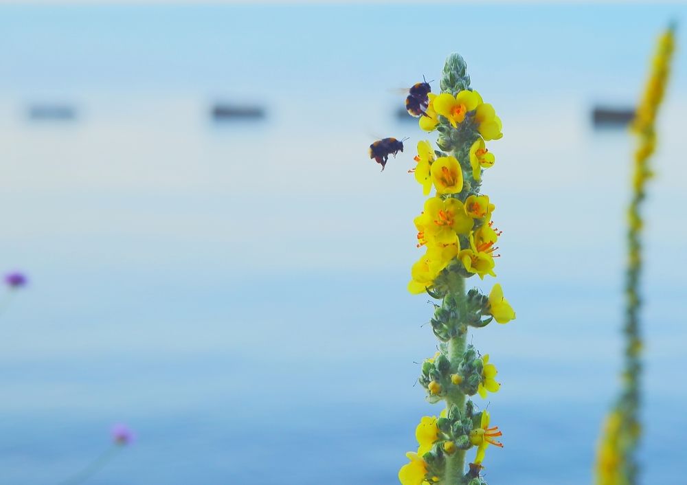 Морские расветы