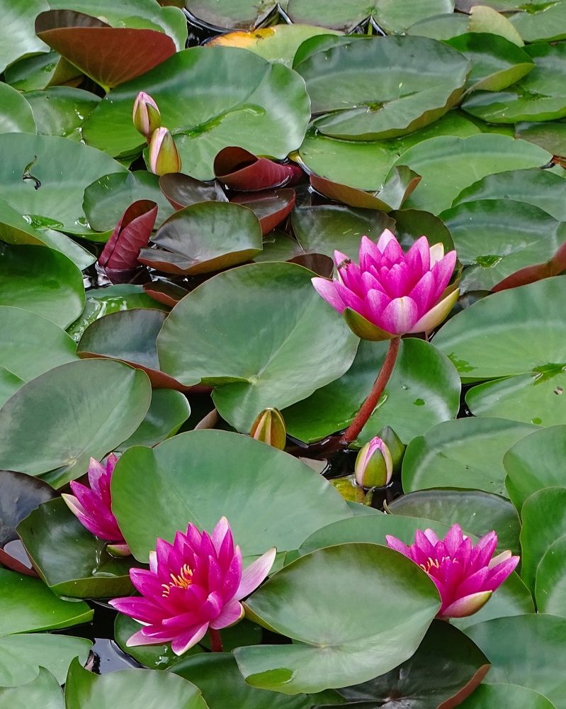 Божественные нимфеи в Тушино