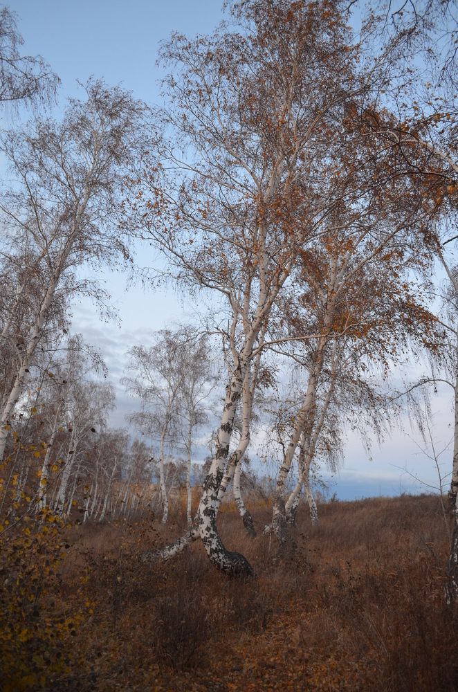 Берёзовый танец.