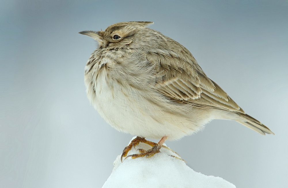 Хохлатый жаворонок