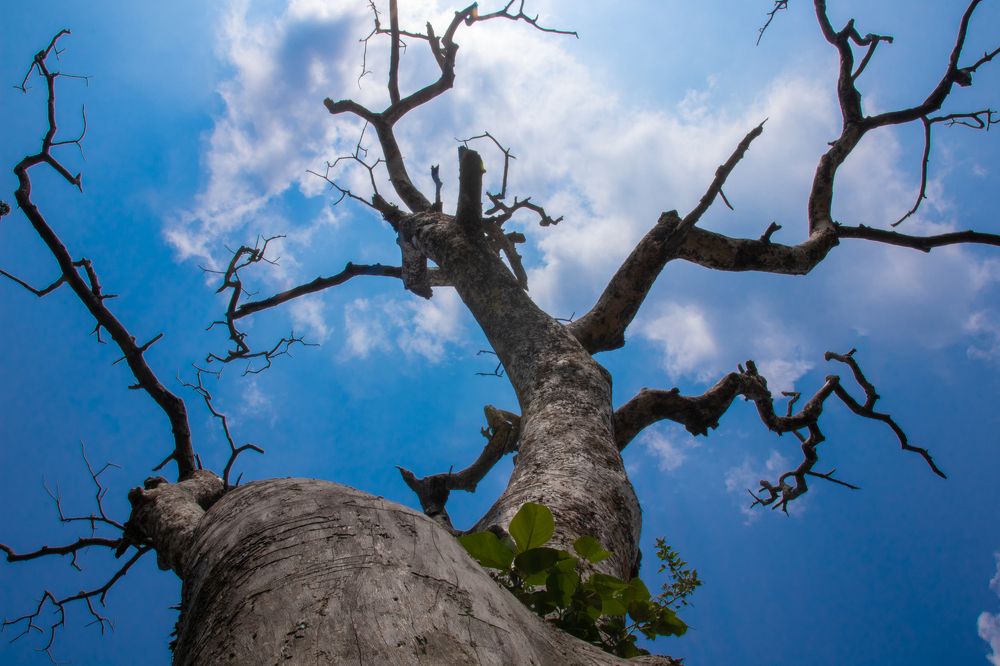 Start of a new Life from the Heart the Dead