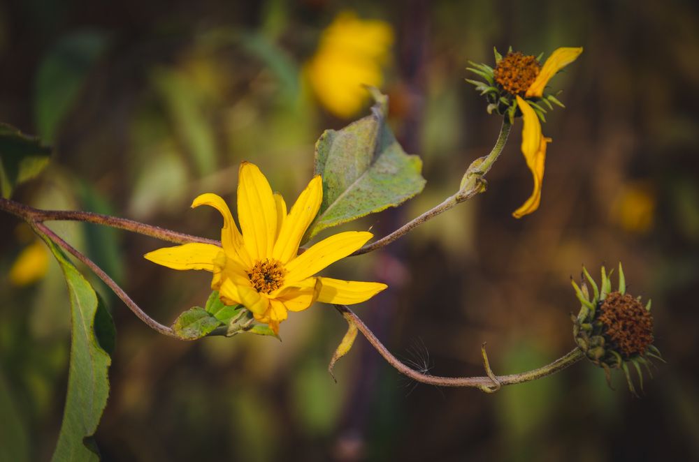 Осень наступила