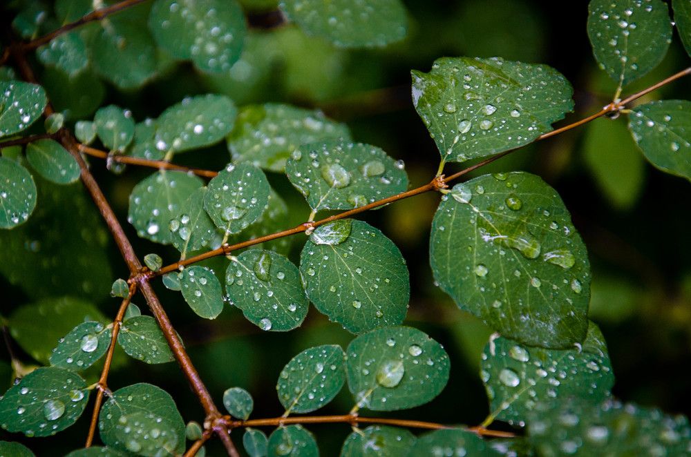 Дождливый день