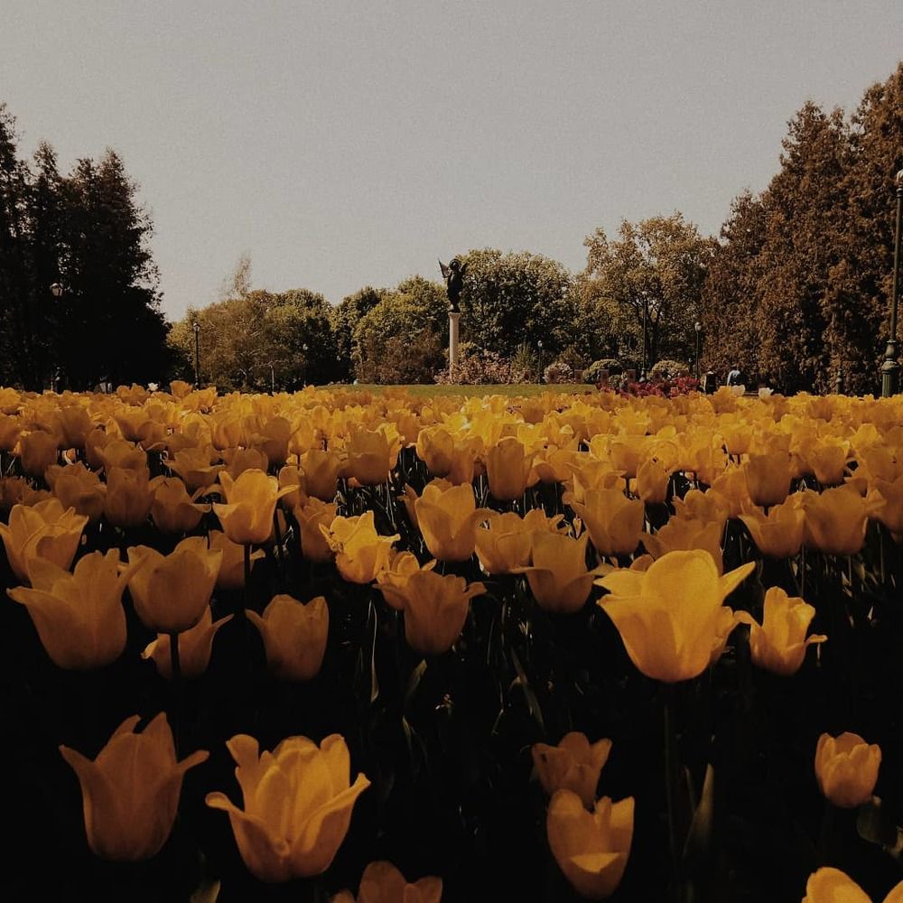 Весна в саду Шевченко