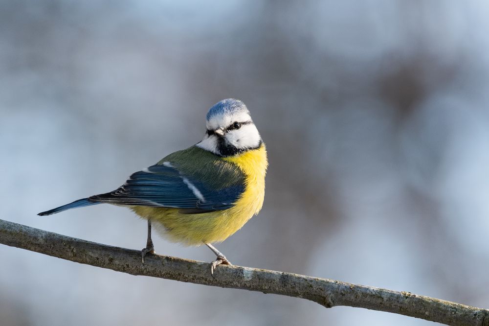 Лазоревка - кокетка.