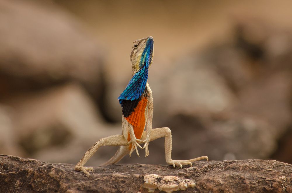 The Challenger (Fan Throated Lizard)