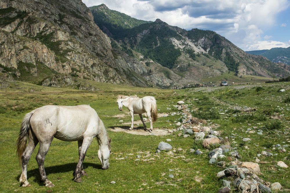 Алтайское сафари
