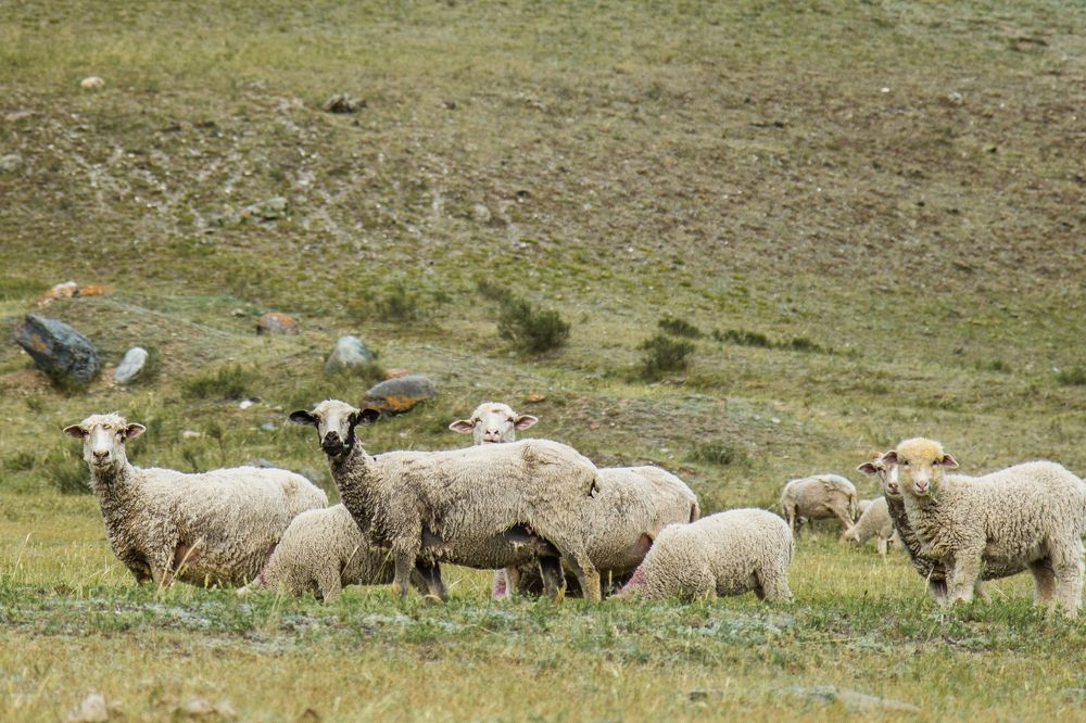 Алтайское фотосафари