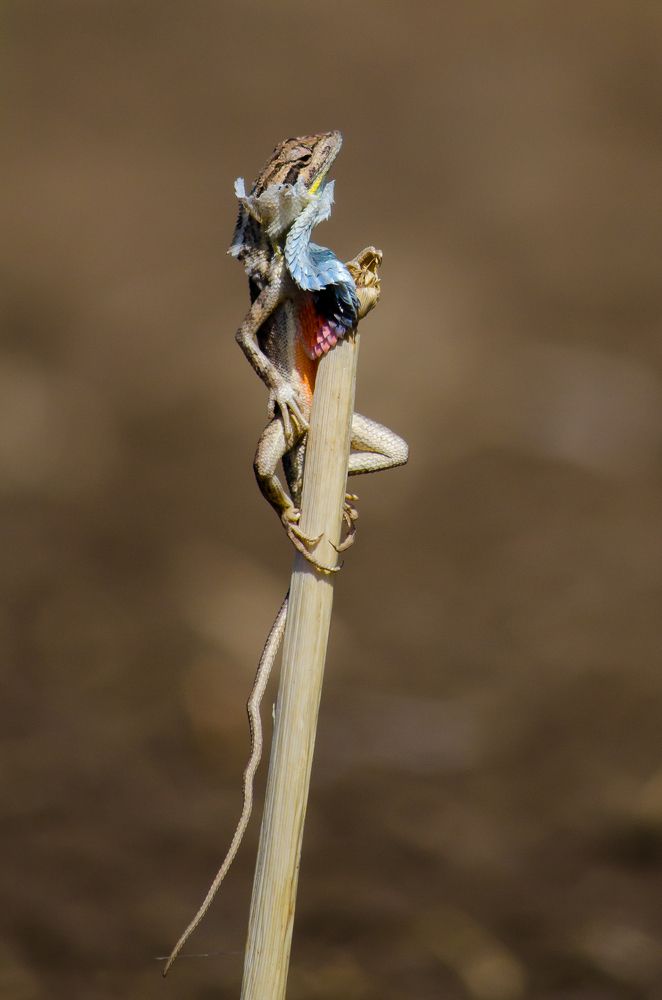 Fan Throated Lizard Skin Moulting.