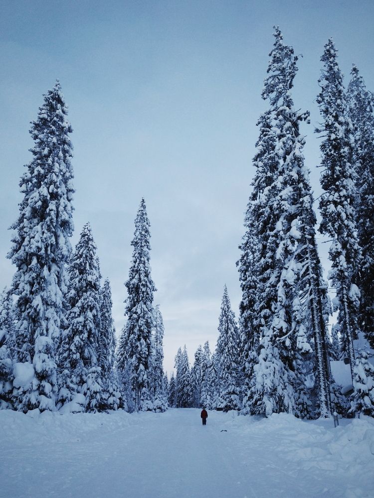 Когда деревья были большими