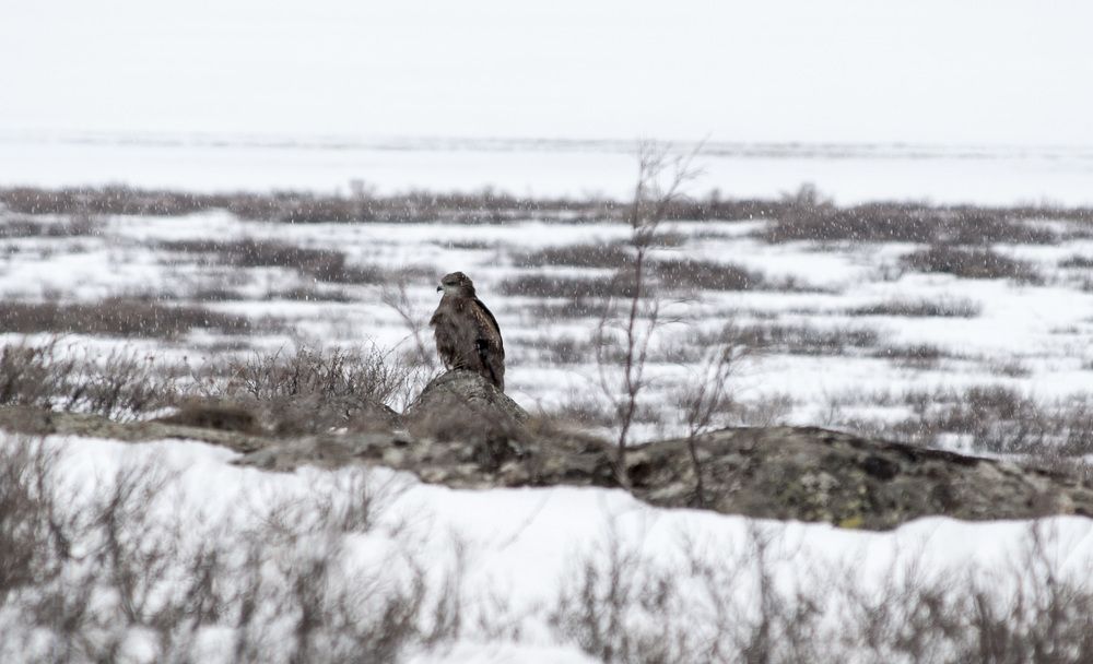 Недовольный