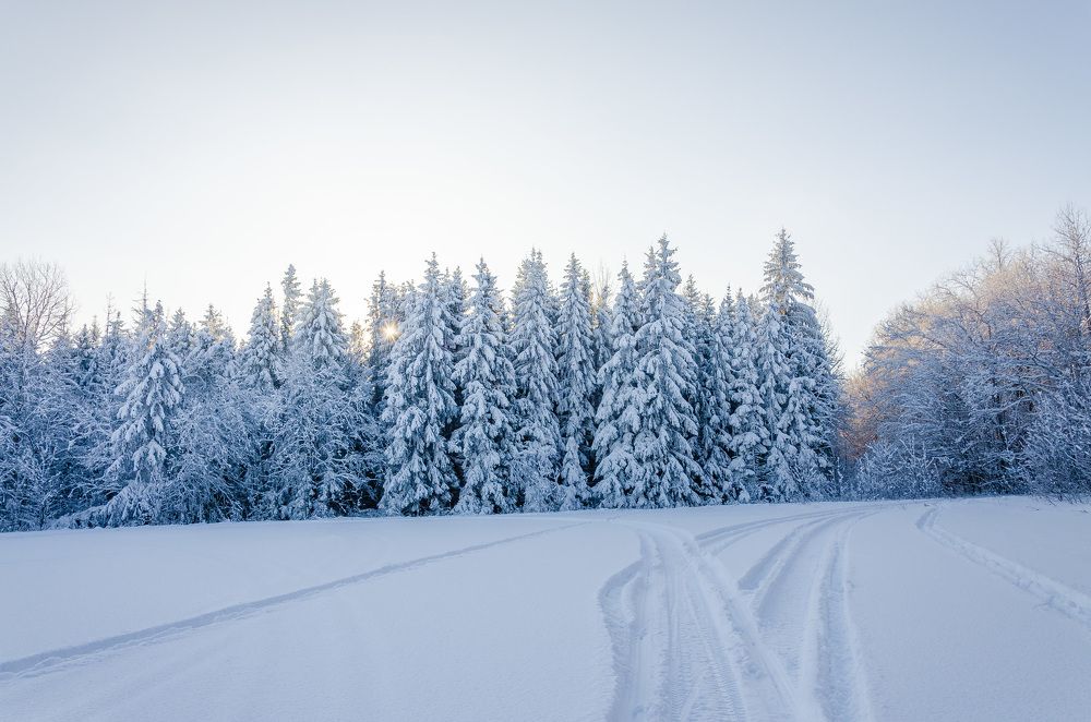 Лыжная прогулка